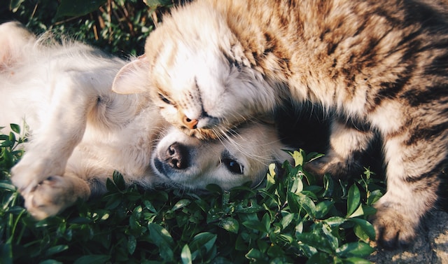 Beloved Paws: How Therapy Paves the Path to Healing and Tips for Coping